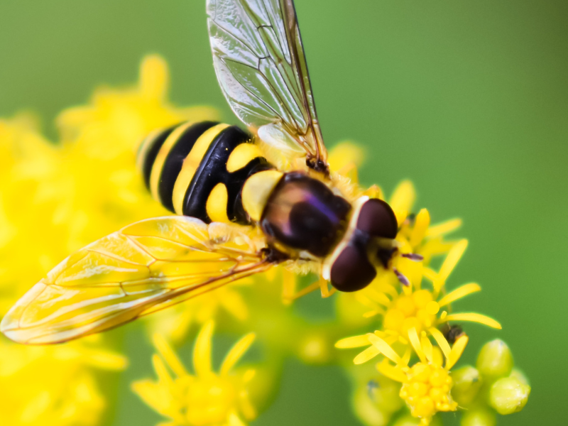 Backyard Biodiversity Image
