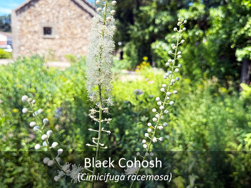 Black Cohosh with title
