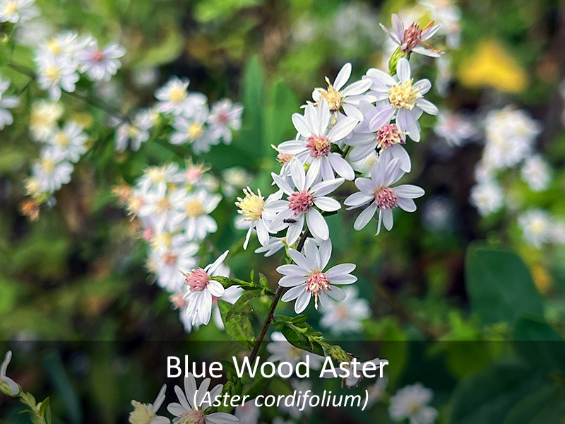 Blue Wood Aster with title