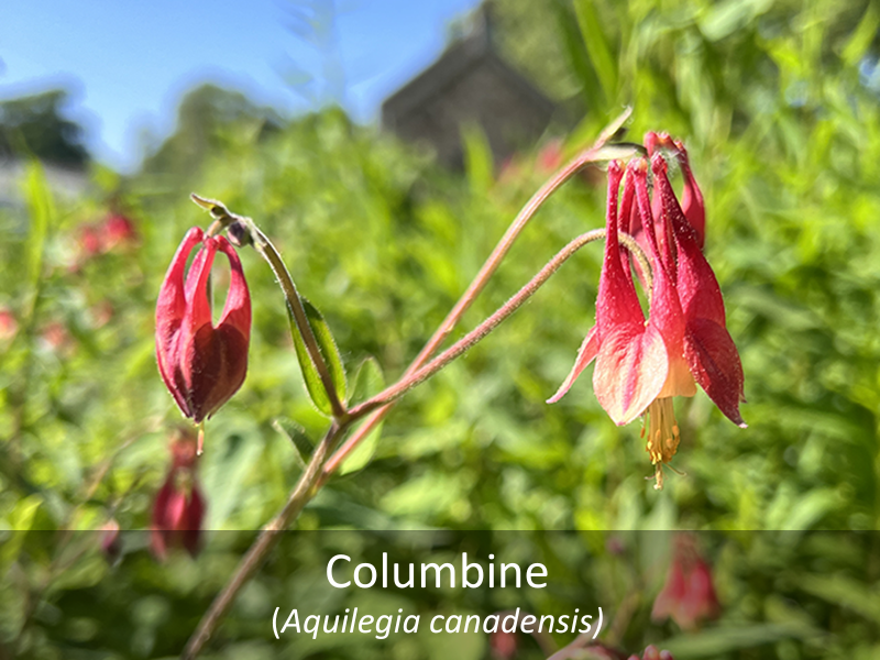 Columbine with title