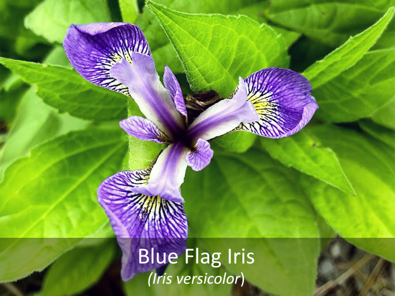 Blue Flag Iris Labeled