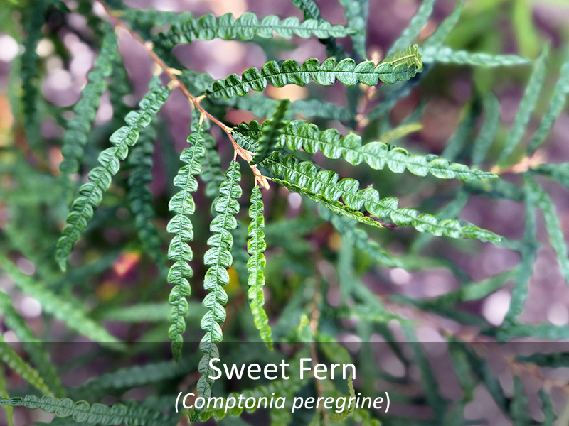 Sweet Fern Labeled