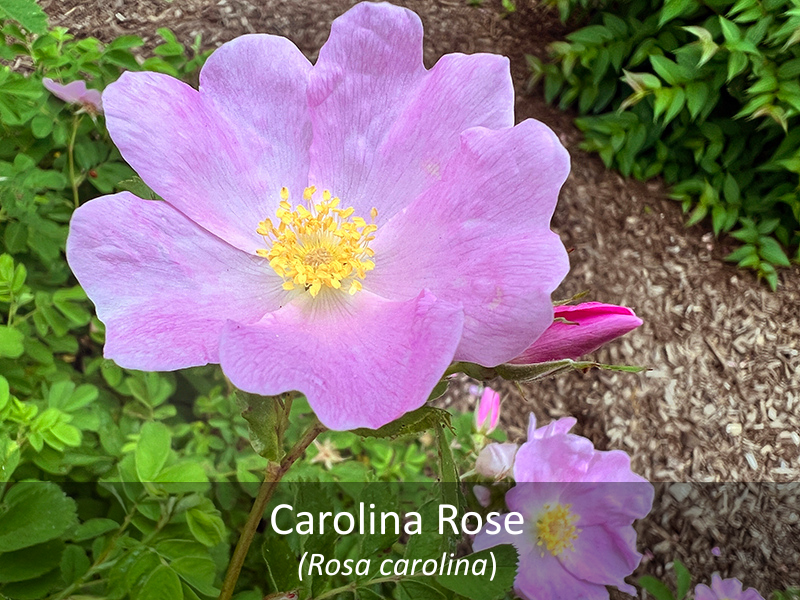 Carolina rose with Label