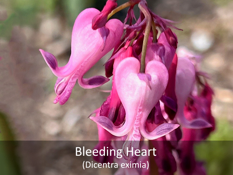 Bleeding Heart Labeled