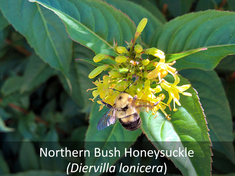 Northern Bush Honeysuckle with Label