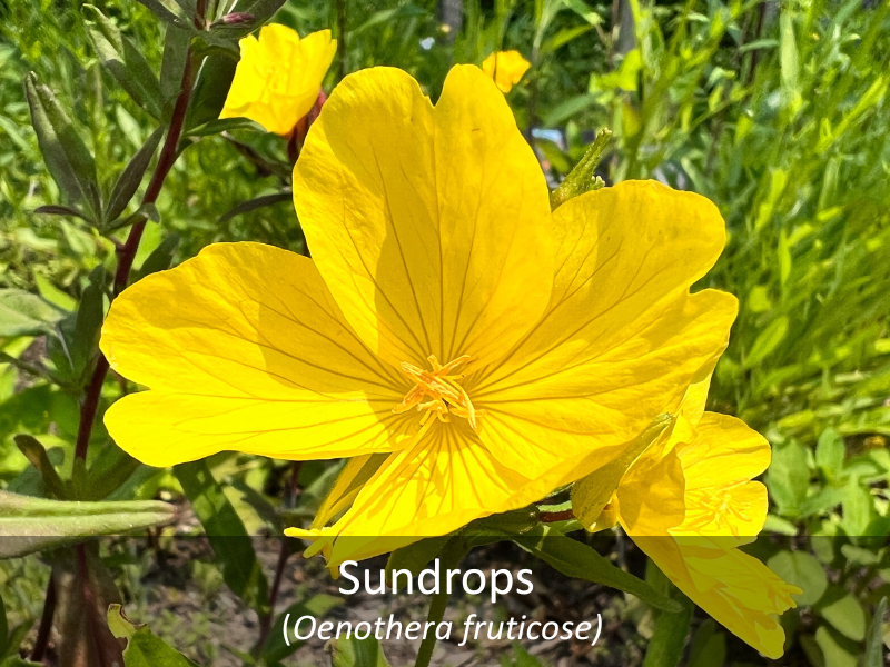 Sundrops with title