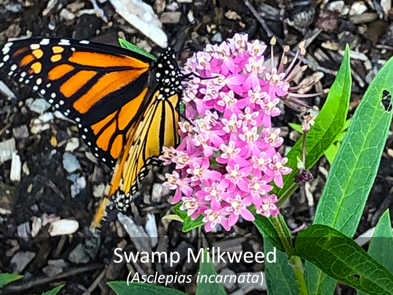 Swamp Milkweed with Label