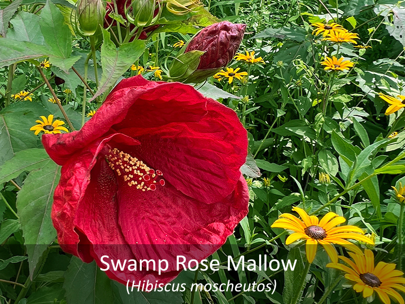 Swamp Rose Mallow with title