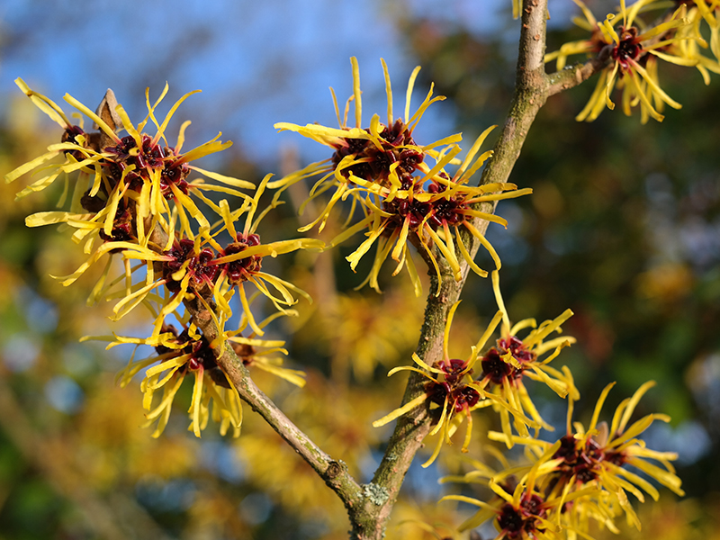 Witch Hazel Blooms