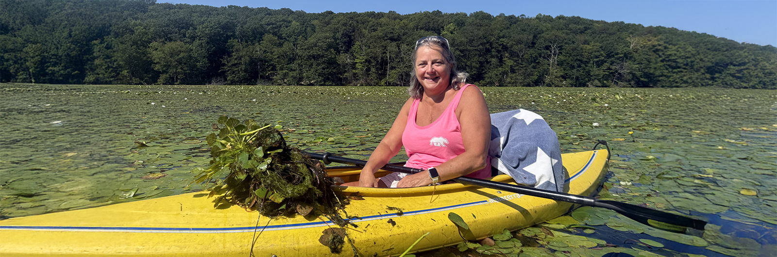 A slide of a volunteer Water Scout removing invasive water chestnut from Lake Hopatcong