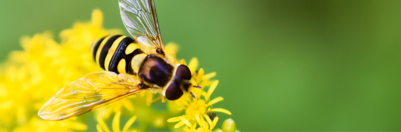 An insect on a yellow flower