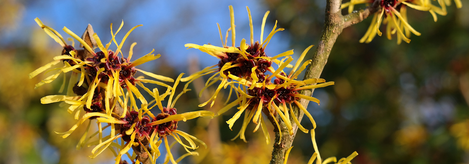 Witch Hazel